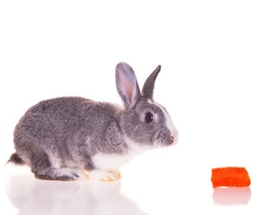 Easter baby rabbit on white background 