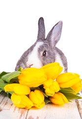Easter baby rabbit on white background 