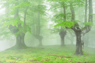 forest with fog and beautiful light