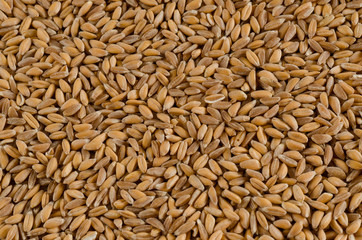 spelt, close up, texture