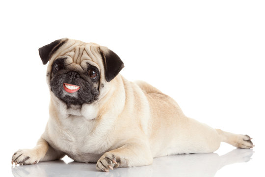 pug dog with a huge smile isolated on a white background. dog wi