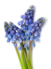 grape hyacinth isolated on white