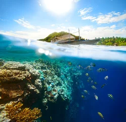 Fotobehang Duiken Prachtige onderwaterwereld op een zonnige dag op Apo Island. Philipp