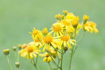 Jakobs-Greiskraut / Ragwort