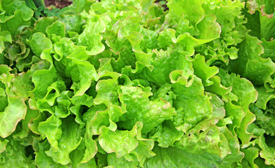 Fresh vegetable salad leaf