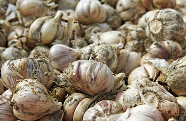 Crop of garlic.