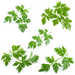 collection of fresh parsley on white background