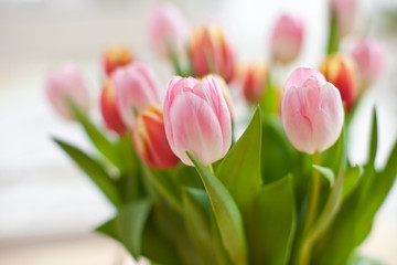 Frische bunte Tulpen