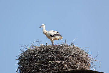 White stork baby birds in a nest