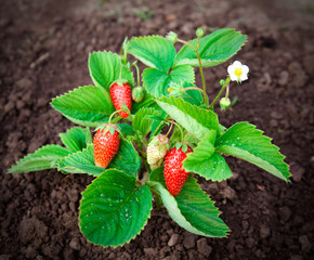 Organic strawberries in the garden