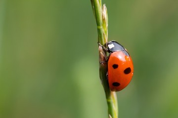 Siebenpunkt-Marienkäfer auf einer Ähre / ladybug on an ear