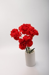 Red carnation on a light background