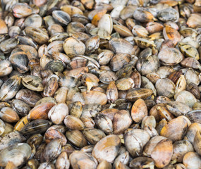 a pile of sea mussle