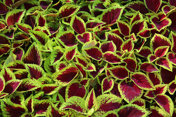 Fototapeta premium coleus