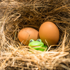 Green frog and eggs in bird nest, natural light. Unusual concept