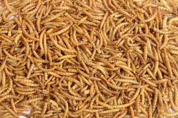 A scatter of mealworm larvae