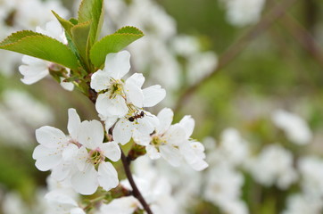 apple blossom