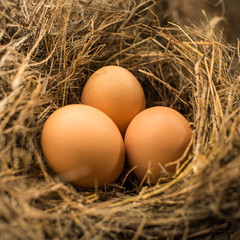 Eggs in bird nest, natural light.