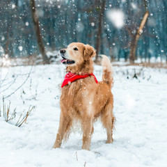 golden retriever walk in the park