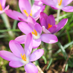 Crocus_ fiore viola