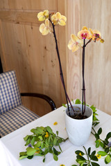 Intérieur d'un salon avec orchidées