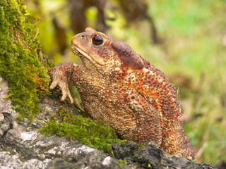 rospo comune (Bufo bufo)