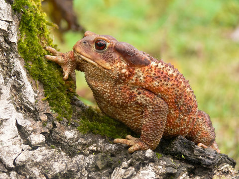 rospo comune (Bufo bufo)