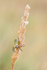 Wasp spider Argiope bruennichi