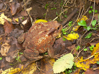 rospo comune (Bufo bufo)