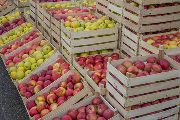 Rows of apples crates at the farmers market
