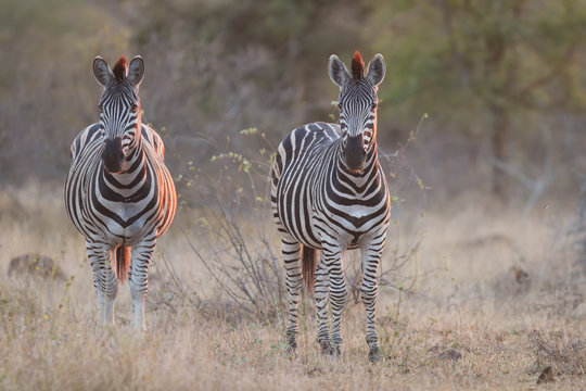 Fototapeta Two zebra standing in grass at sunset with sinlight from the sid