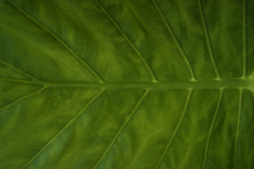 folha verde close up