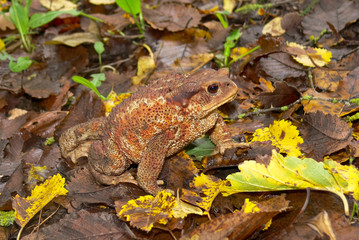 rospo comune (Bufo bufo)