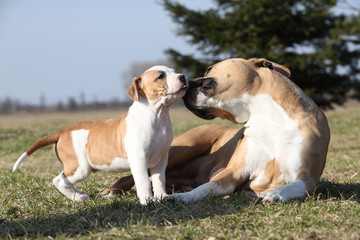 Amazing Stafford bitch with its puppy