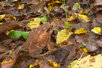 rospo comune (Bufo bufo)