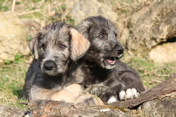 Two puppies of Irish Wolfhound in the garden