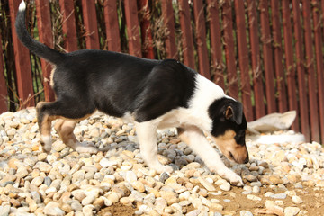 Adorable puppy of Collie Smooth in the garden
