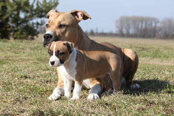 Amazing Stafford bitch with its puppy