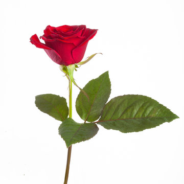 red rose on a stem with leaves