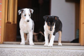 Puppies first trip to the outer world