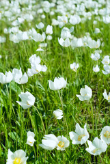 Obraz na płótnie Canvas The first spring white flowers in a sunny field