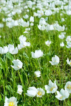 The first spring white flowers in a sunny field
