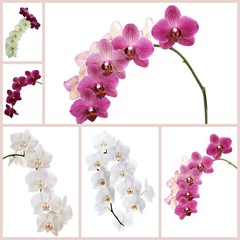 Flower orchids