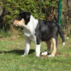 Adorable puppy of Collie Smooth in the garden