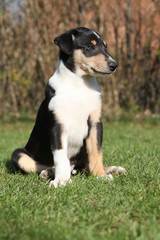 Adorable puppy of Collie Smooth in the garden