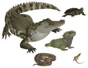 Obraz premium Reptiles set