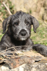 Nice Irish Wolfhound puppy looking at you