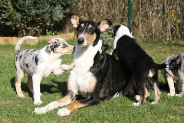 Bitch of Collie Smooth with its puppies lying in the garden