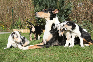 Bitch of Collie Smooth with its puppies lying in the garden