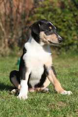 Adorable puppy of Collie Smooth in the garden